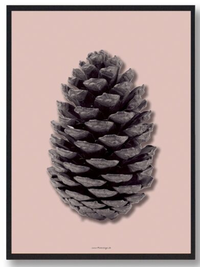 Pinecone Art Print. Close-up of a pinecone in black and white against a light pink background, framed in black. Naturplakat style.