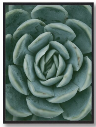 Close-up of the 'Cactus in desert - naturplakat'. Soft, teal-green succulent petals form a rosette. Calm, natural design.