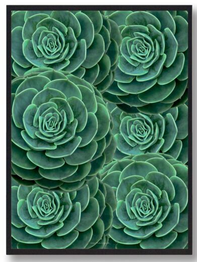 Close-up of the 'Cactus in desert - naturplakat', showcasing a green succulent plant arrangement with intricate leaf patterns.