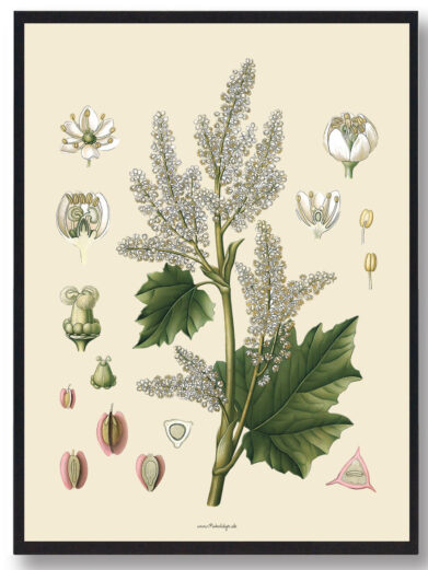 Köhler's Medizinal-Pflanzen - naturplakat