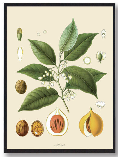 Köhler's Medizinal-Pflanzen - naturplakat