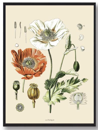 Köhler's Medizinal-Pflanzen naturplakat: Vintage botanical art print featuring detailed poppy illustrations in orange, white, and green on a beige background.