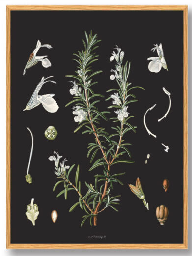 Köhler's Medizinal-Pflanzen - naturplakat