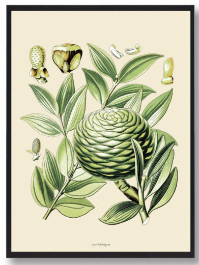 Köhler's Medizinal-Pflanzen - naturplakat