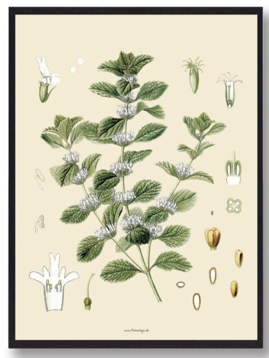 Köhler's Medizinal-Pflanzen - naturplakat