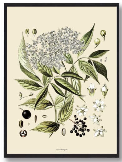 Köhler's Medizinal-Pflanzen naturplakat botanical print featuring elderflower, berries, and leaves in vintage scientific illustration style.