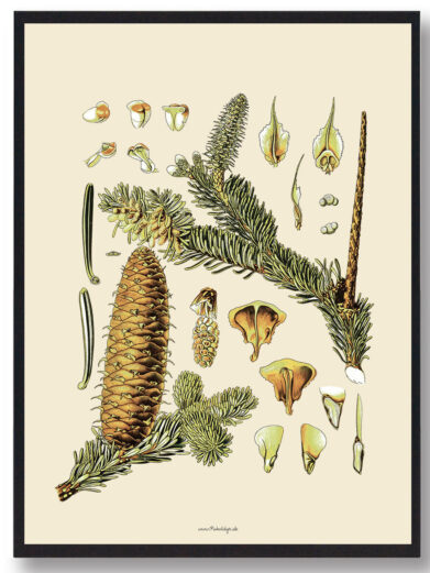 Köhler's Medizinal-Pflanzen - naturplakat