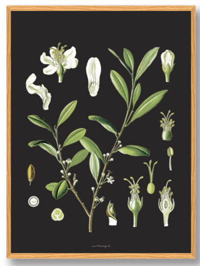 Köhler's Medizinal-Pflanzen - naturplakat