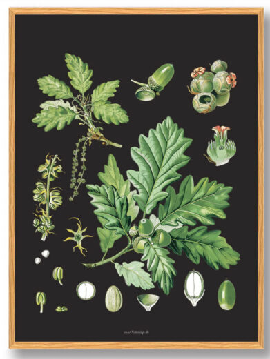 Köhler's Medizinal-Pflanzen - naturplakat