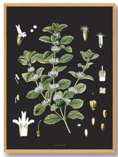 Köhler's Medizinal-Pflanzen - naturplakat
