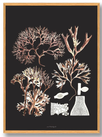 Köhler's Medizinal-Pflanzen - naturplakat