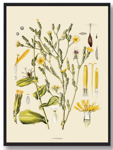 Köhler's Medizinal-Pflanzen - naturplakat
