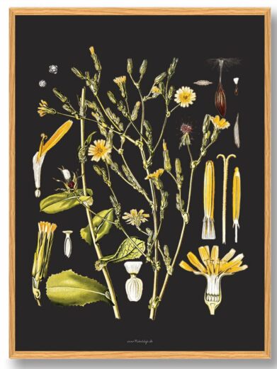 Köhler's Medizinal-Pflanzen - naturplakat