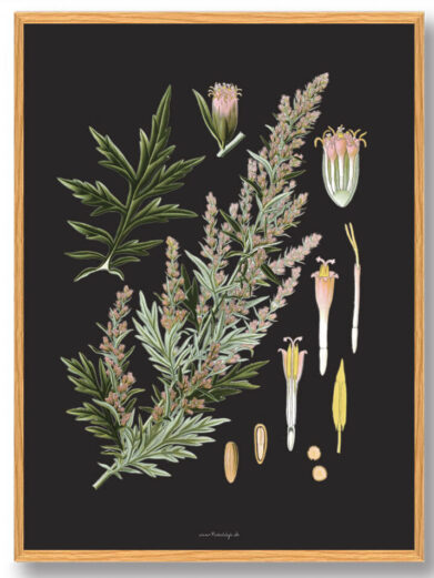 Köhler's Medizinal-Pflanzen - naturplakat