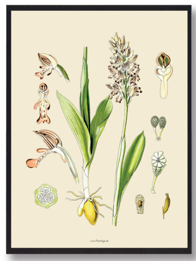 Köhler's Medizinal-Pflanzen - naturplakat