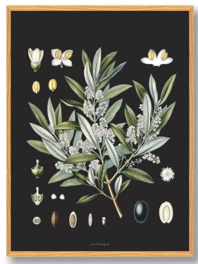 Köhler's Medizinal-Pflanzen - naturplakat