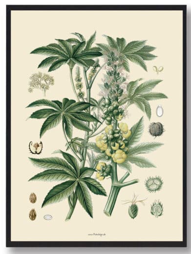 Botanical art print: Köhler's Medizinal-Pflanzen, featuring detailed vintage-style illustration of medicinal plants with vibrant green leaves.