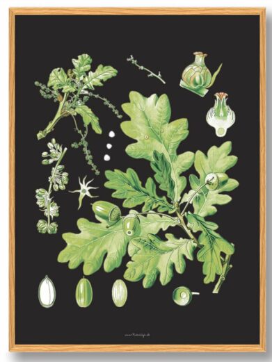 Köhler's Medizinal-Pflanzen - naturplakat