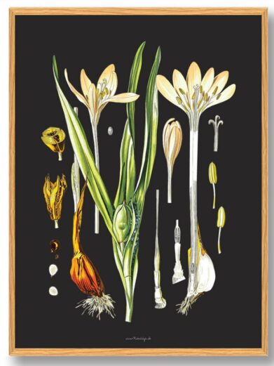 Köhler's Medizinal-Pflanzen - naturplakat