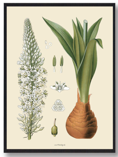 Köhler's Medizinal-Pflanzen - naturplakat