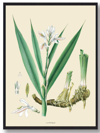 Köhler's Medizinal-Pflanzen - naturplakat