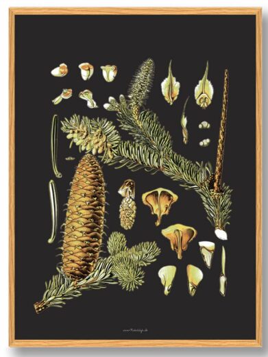 Köhler's Medizinal-Pflanzen - naturplakat