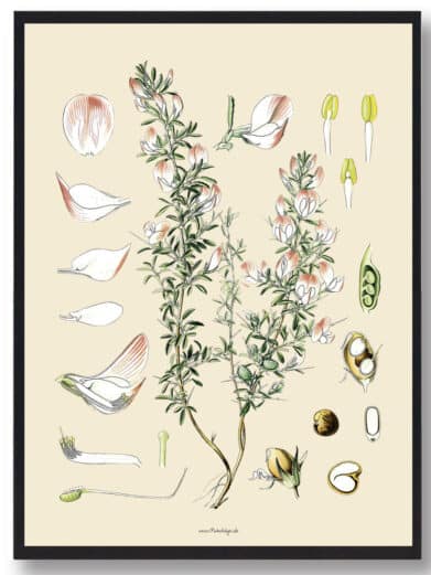 Köhler's Medizinal-Pflanzen naturplakat: Detailed botanical illustration with labeled floral elements, soft colors, perfect for nature lovers.