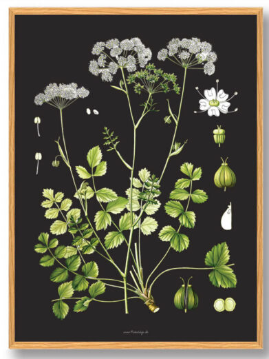 Köhler's Medizinal-Pflanzen - naturplakat