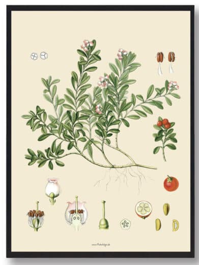 Botanical print of Köhler's Medizinal-Pflanzen naturplakat. Vintage style nature poster with detailed plant illustration.
