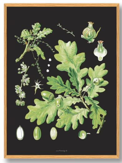Köhler's Medizinal-Pflanzen nature poster: botanical illustration of oak leaves and acorns on a black background, framed.