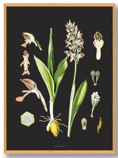 Köhler's Medizinal-Pflanzen art print featuring vintage botanical illustrations of medicinal plants with a dark background and light wood frame.