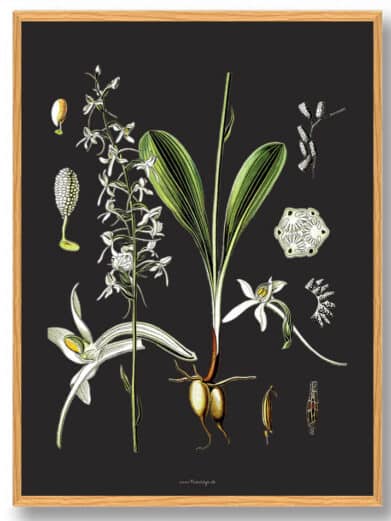 Köhler's Medizinal-Pflanzen naturplakat: Botanical illustration of medicinal plants with white flowers and green leaves on a dark background.