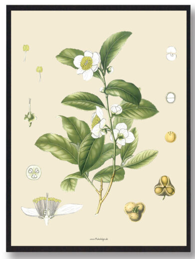 Köhler's Medizinal-Pflanzen - naturplakat