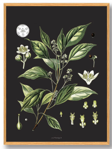 Köhler's Medizinal-Pflanzen - naturplakat