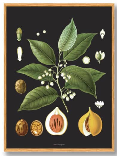 Köhler's Medizinal-Pflanzen naturplakat showcasing botanical elements: leaves, flowers, and seeds against a dark background.