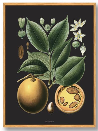 Köhler's Medizinal-Pflanzen naturplakat: botanical illustration with fruit, leaves, and flowers on a dark background, framed.