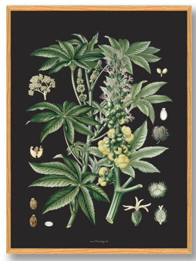 Köhler's Medizinal-Pflanzen - naturplakat