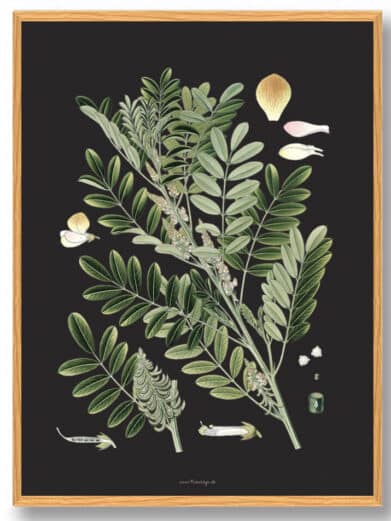 Köhler's Medizinal-Pflanzen naturplakat featuring botanical illustration with green leaves, flowers, and dark background in a wooden frame.