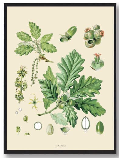 Köhler's Medizinal-Pflanzen naturplakat: Vintage botanical print featuring detailed oak leaves, acorns, and floral structures in green hues.