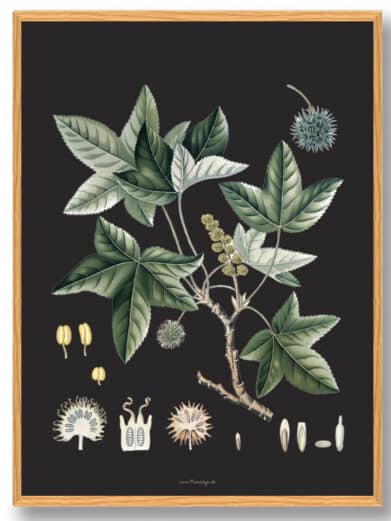 Köhler's Medizinal-Pflanzen naturplakat: Botanical art print featuring detailed illustrations of medicinal plants on a dark background.