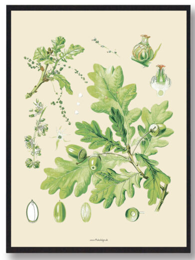 Köhler's Medizinal-Pflanzen - naturplakat