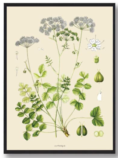 Framed Köhler's Medizinal-Pflanzen art print. Vintage botanical illustration with green leaves and white flowers on a beige background.