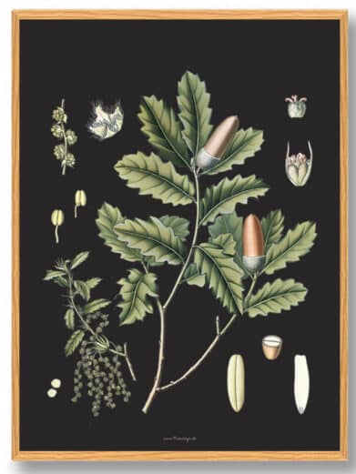 Köhler's Medizinal-Pflanzen naturplakat: oak branch with acorns, leaves, and floral details on a black background in a wooden frame.