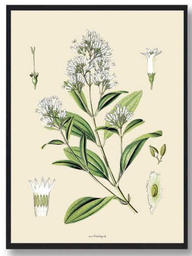 Köhler's Medizinal-Pflanzen naturplakat featuring detailed botanical illustration of medicinal plants with white flowers and green leaves.