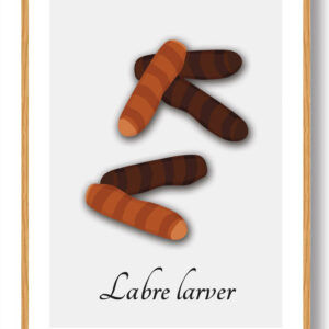 Labre larver - plakat