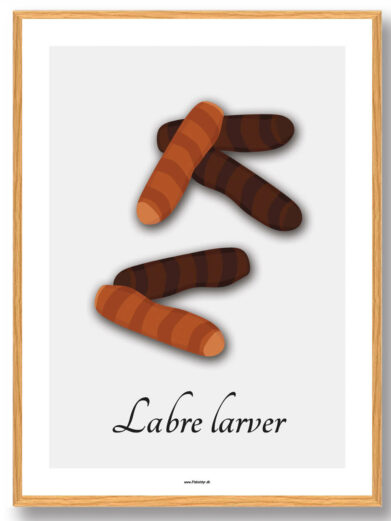 Labre larver - plakat