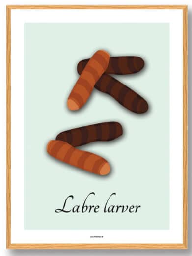 Labre larver - plakat