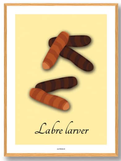 Labre larver - plakat