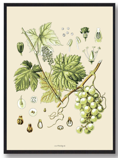 Köhler's Medizinal-Pflanzen - naturplakat