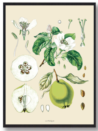 Köhler's Medizinal-Pflanzen - naturplakat